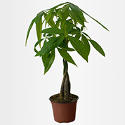 pachira aquatica - c12